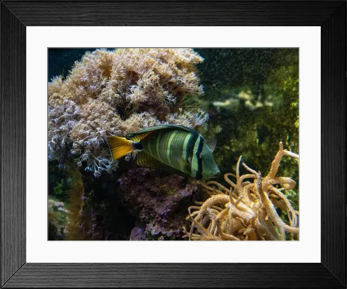 Framed Print : Desjardin´s Sailfin Tang Zebrasoma desjardinii, swimming Framed Print : Desjardin´s Sailfin Tang Zebrasoma desjardinii, swimming