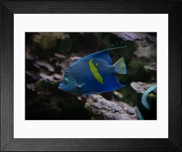 Framed Print : Yellowbar or Red Sea Angelfish (Pomacanthus maculosus) Framed Print : Yellowbar or Red Sea Angelfish (Pomacanthus maculosus)