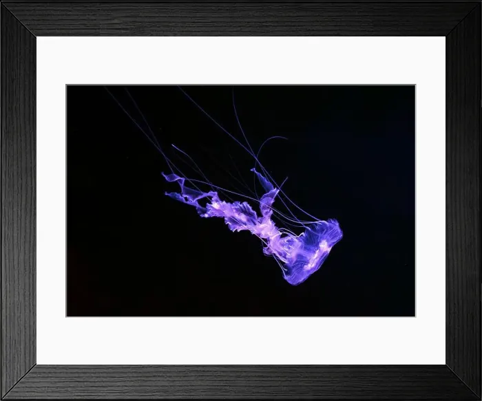 Framed Print : Black sea nettle, Chrysaora achlyos swimming in dark water of aquarium tank with purple neon light Framed Print : Black sea nettle, Chrysaora achlyos swimming in dark water of aquarium tank with purple neon light