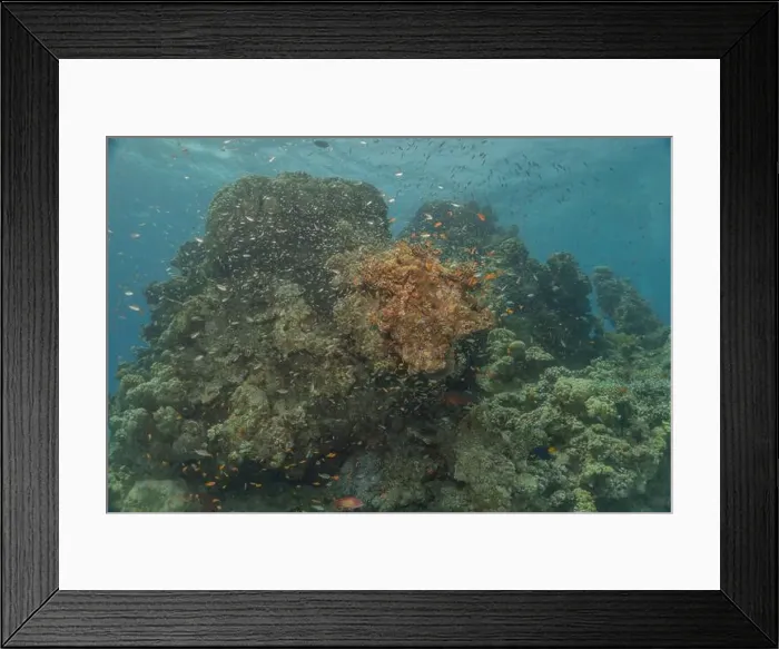 Framed Print : Coral reef and water plants in the Red Sea, Eilat Israel Framed Print : Coral reef and water plants in the Red Sea, Eilat Israel
