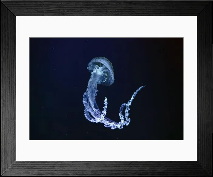 Framed Print : Jellifish South american sea nettle Framed Print : Jellifish South american sea nettle
