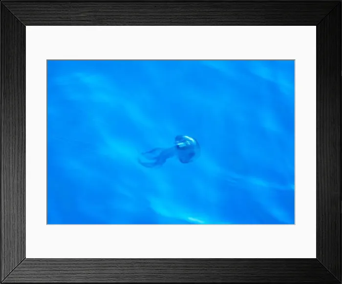 Framed Print : A Mauve Stinger Pelagia noctiluca jellyfish on sea surface moving effect