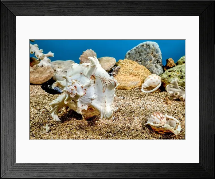 Framed Print : White Chicoreus Ramosus Murex seashell on a sand underwater Framed Print : White Chicoreus Ramosus Murex seashell on a sand underwater