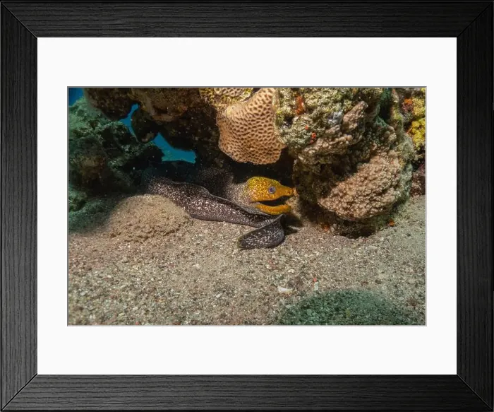 Framed Print : Moray eel Mooray lycodontis undulatus in the Red Sea, Eilat Israel Framed Print : Moray eel Mooray lycodontis undulatus in the Red Sea, Eilat Israel