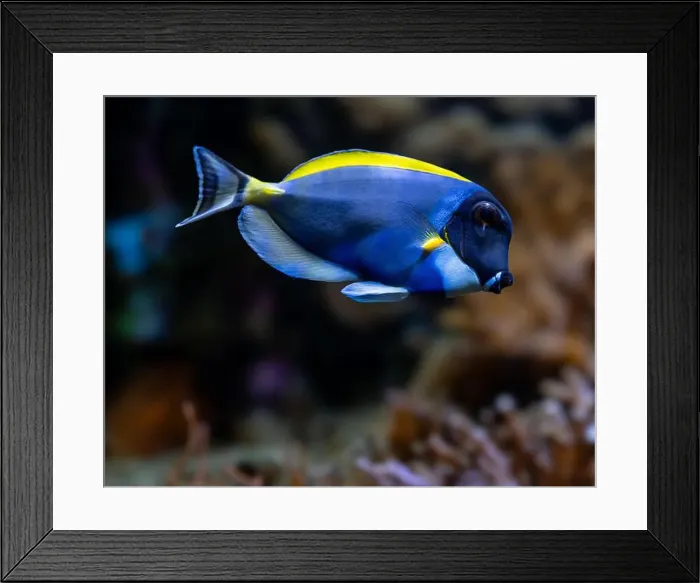Framed Print : Powderblue surgeonfish, Acanthurus leucosternon / Weißkehl-Doktorfisch Framed Print : Powderblue surgeonfish, Acanthurus leucosternon / Weißkehl-Doktorfisch