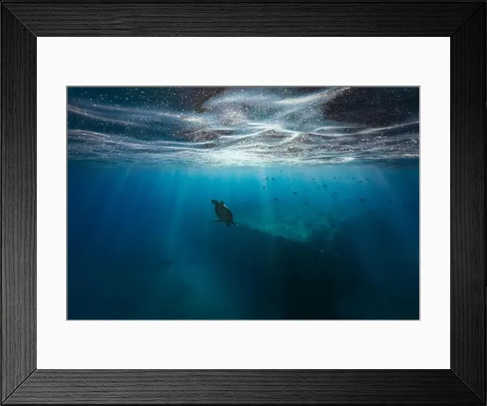 Framed Print : A green sea turtle dives down below the ocean surface into the clear blue Framed Print : A green sea turtle dives down below the ocean surface into the clear blue