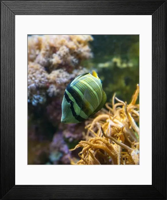 Framed Print : Desjardin´s Sailfin Tang Zebrasoma desjardinii, swimming Framed Print : Desjardin´s Sailfin Tang Zebrasoma desjardinii, swimming
