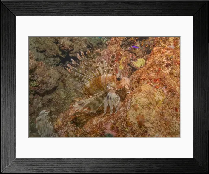 Framed Print : Lionfish in the Red Sea colorful fish, Eilat Israel Framed Print : Lionfish in the Red Sea colorful fish, Eilat Israel
