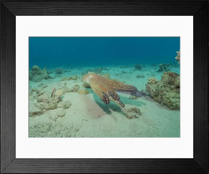 Framed Print : Octopus king of camouflage in the Red Sea, Eilat Israel Framed Print : Octopus king of camouflage in the Red Sea, Eilat Israel