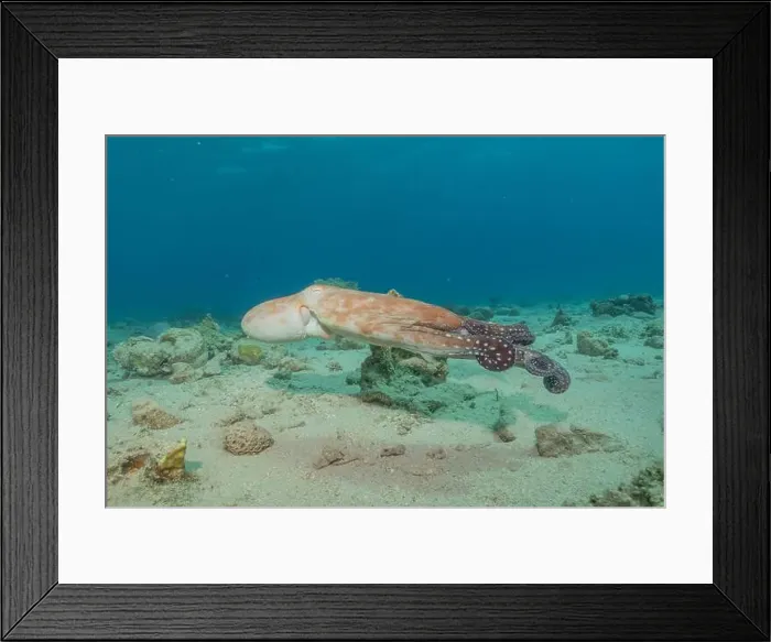 Framed Print : Octopus king of camouflage in the Red Sea, Eilat Israel Framed Print : Octopus king of camouflage in the Red Sea, Eilat Israel