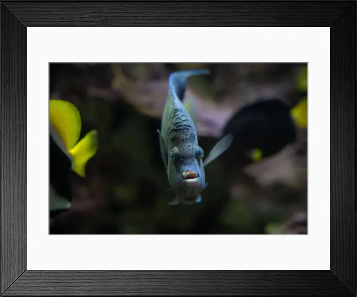 Framed Print : Yellowbar or Red Sea Angelfish (Pomacanthus maculosus) Framed Print : Yellowbar or Red Sea Angelfish (Pomacanthus maculosus)