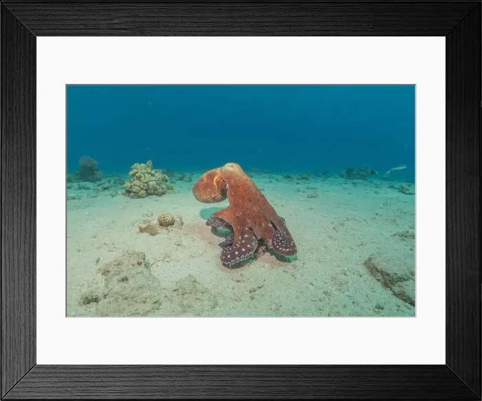 Framed Print : Octopus king of camouflage in the Red Sea, Eilat Israel Framed Print : Octopus king of camouflage in the Red Sea, Eilat Israel