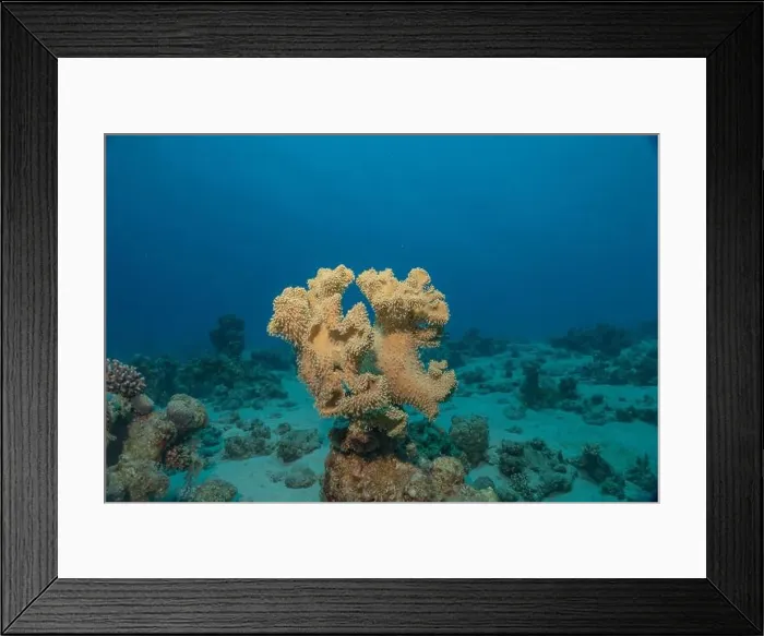 Framed Print : Coral reef and water plants in the Red Sea, Eilat Israel Framed Print : Coral reef and water plants in the Red Sea, Eilat Israel