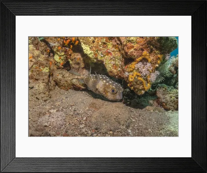 Framed Print : Fish swimming in the Red Sea, colorful fish, Eilat Israel Framed Print : Fish swimming in the Red Sea, colorful fish, Eilat Israel
