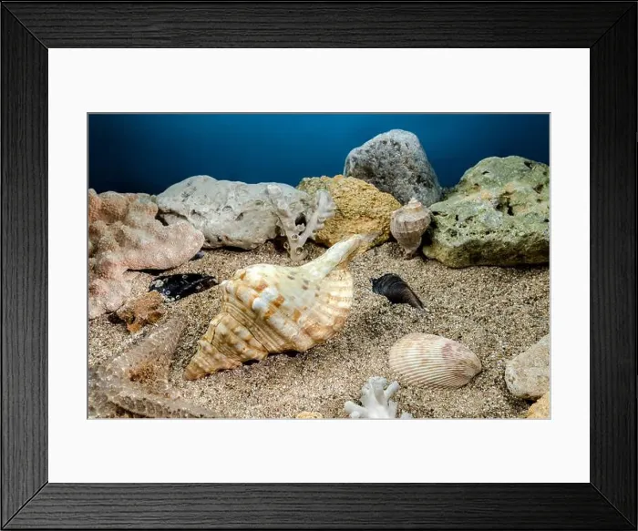 Framed Print : Pleuroploca trapezium sea snail shell Cassis Tuberosa on a sand underwater Framed Print : Pleuroploca trapezium sea snail shell Cassis Tuberosa on a sand underwater