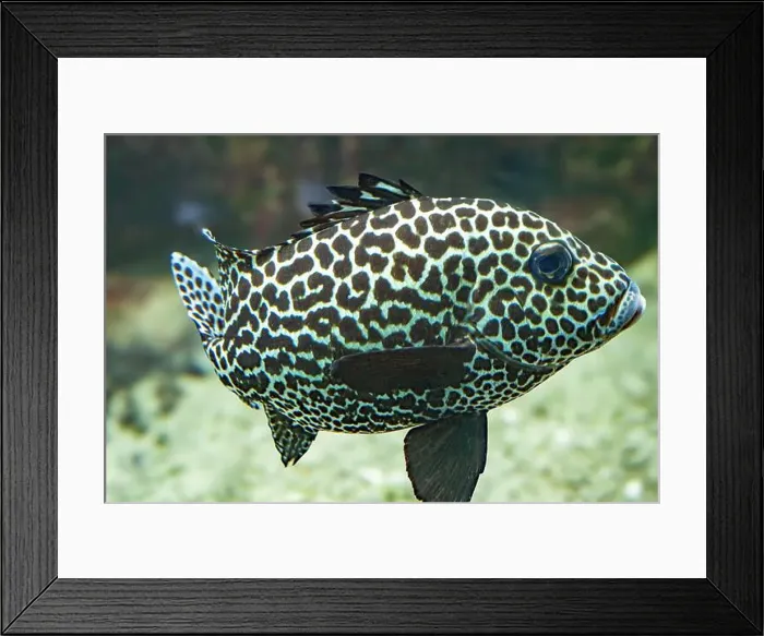 Framed Print : Harlequin sweetlips (Plectorhinchus chaetodonoides) is a marine fish native to tropical Indo-Pacific Ocean Framed Print : Harlequin sweetlips (Plectorhinchus chaetodonoides) is a marine fish native to tropical Indo-Pacific Ocean