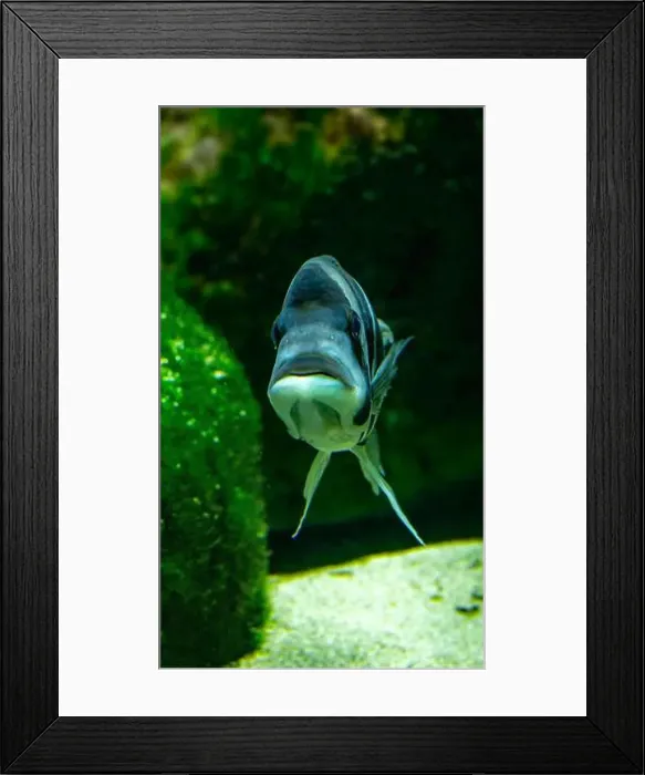 Framed Print : Cyphotilapia frontosa, also called the front cichlid and frontosa cichlid Framed Print : Cyphotilapia frontosa, also called the front cichlid and frontosa cichlid