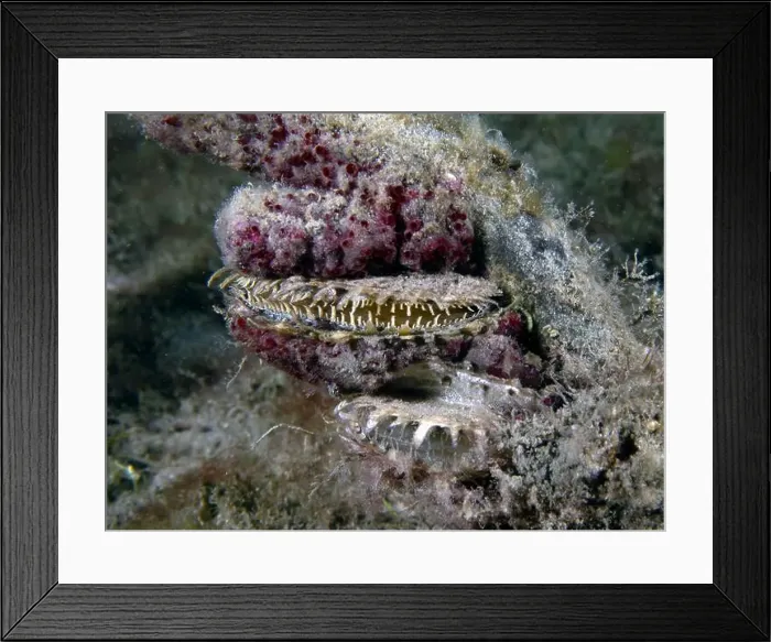 Framed Print : An Atlantic Thorny Oyster (Spondylus americanus) in Florida, USA Framed Print : An Atlantic Thorny Oyster (Spondylus americanus) in Florida, USA