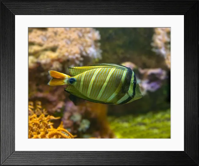Framed Print : Desjardin´s Sailfin Tang Zebrasoma desjardinii, swimming Framed Print : Desjardin´s Sailfin Tang Zebrasoma desjardinii, swimming