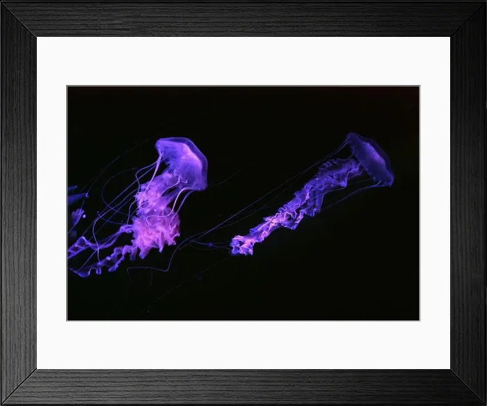 Framed Print : Group of Black sea nettle, Chrysaora achlyos swimming in dark water of aquarium tank with purple neon light Framed Print : Group of Black sea nettle, Chrysaora achlyos swimming in dark water of aquarium tank with purple neon light