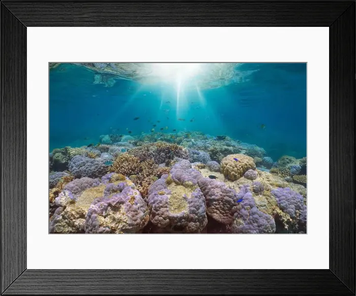Framed Print : Underwater sunlight on a coral reef with tropical fish in the south Pacific ocean, natural scene, New Caledonia, Oceania Framed Print : Underwater sunlight on a coral reef with tropical fish in the south Pacific ocean, natural scene, New Caledonia, Oceania