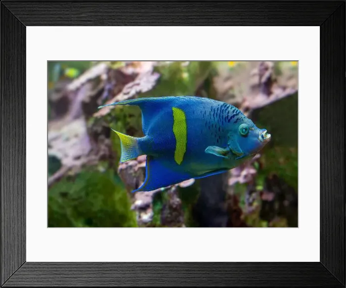 Framed Print : Yellowbar or Red Sea Angelfish (Pomacanthus maculosus) Framed Print : Yellowbar or Red Sea Angelfish (Pomacanthus maculosus)