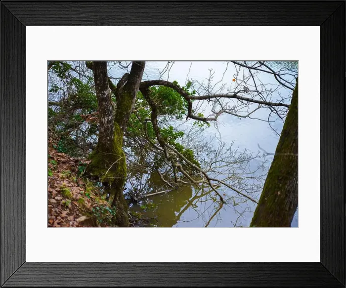 Framed Print : Tree branches gently dipping into the calm lake water Framed Print : Tree branches gently dipping into the calm lake water