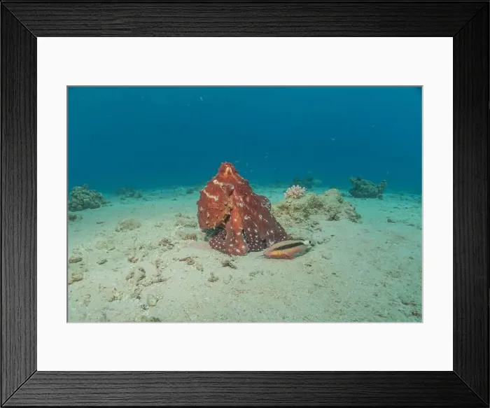 Framed Print : Octopus king of camouflage in the Red Sea, Eilat Israel Framed Print : Octopus king of camouflage in the Red Sea, Eilat Israel