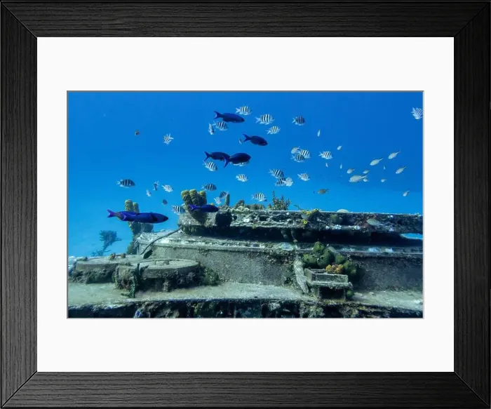 Framed Print : Sergeant Majors and Blue Parrotfish swim around the Russian Frigate M / V Captain Keith Tibbets in the waters off Cayman Framed Print : Sergeant Majors and Blue Parrotfish swim around the Russian Frigate M / V Captain Keith Tibbets in the waters off Cayman
