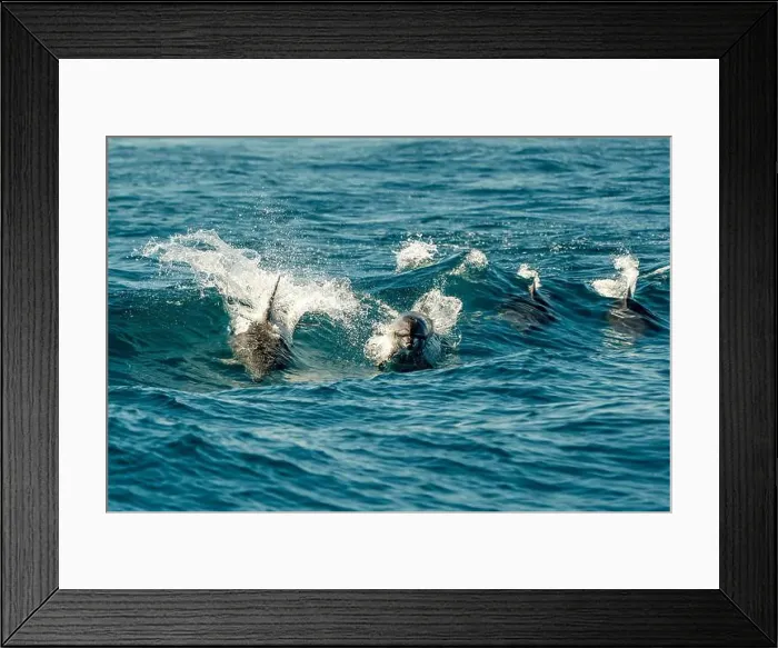 Framed Print : A pod of bottlenose dolphins jumping in sea waves of ligurian mediterranean sea Framed Print : A pod of bottlenose dolphins jumping in sea waves of ligurian mediterranean sea