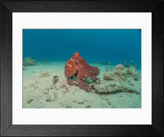 Framed Print : Octopus king of camouflage in the Red Sea, Eilat Israel Framed Print : Octopus king of camouflage in the Red Sea, Eilat Israel
