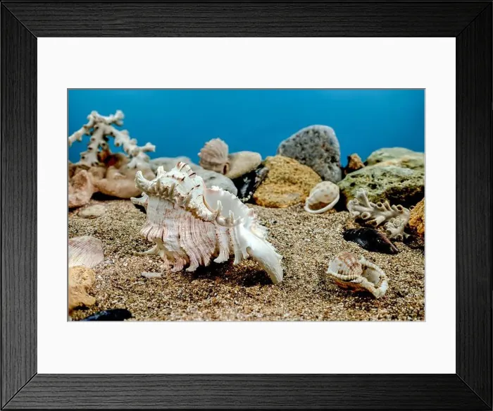 Framed Print : White Chicoreus Ramosus Murex seashell on a sand underwater