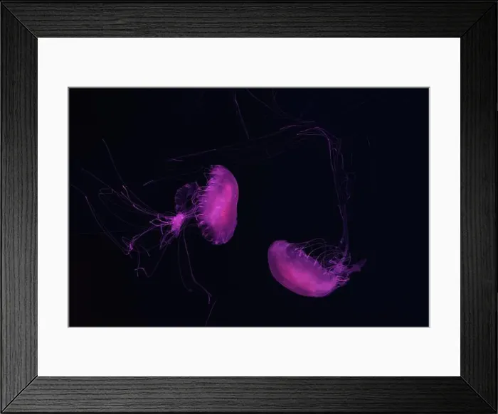 Framed Print : Atlantic sea nettle, Chrysaora quinquecirrha Framed Print : Atlantic sea nettle, Chrysaora quinquecirrha