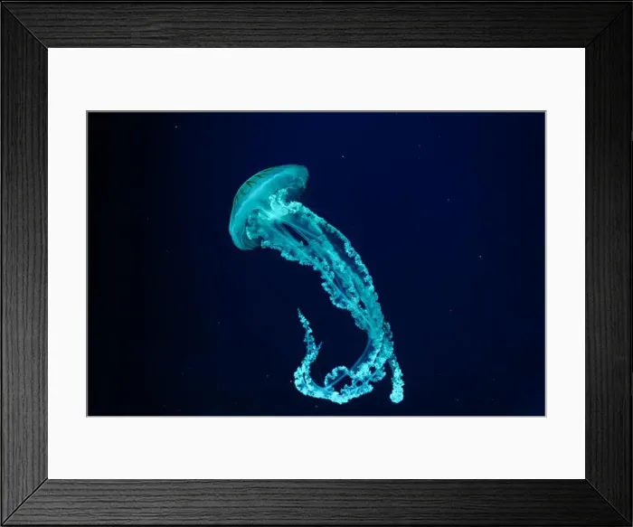 Framed Print : Jellifish South american sea nettle Framed Print : Jellifish South american sea nettle