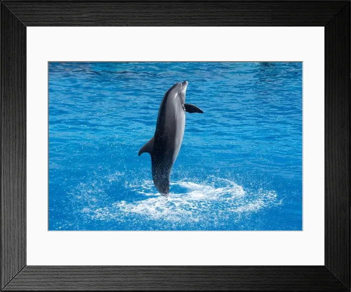 Framed Print : Atlantic Bottlenose Dolphin Jumping in Water - Playful Marine Wildlife Splash Framed Print : Atlantic Bottlenose Dolphin Jumping in Water - Playful Marine Wildlife Splash