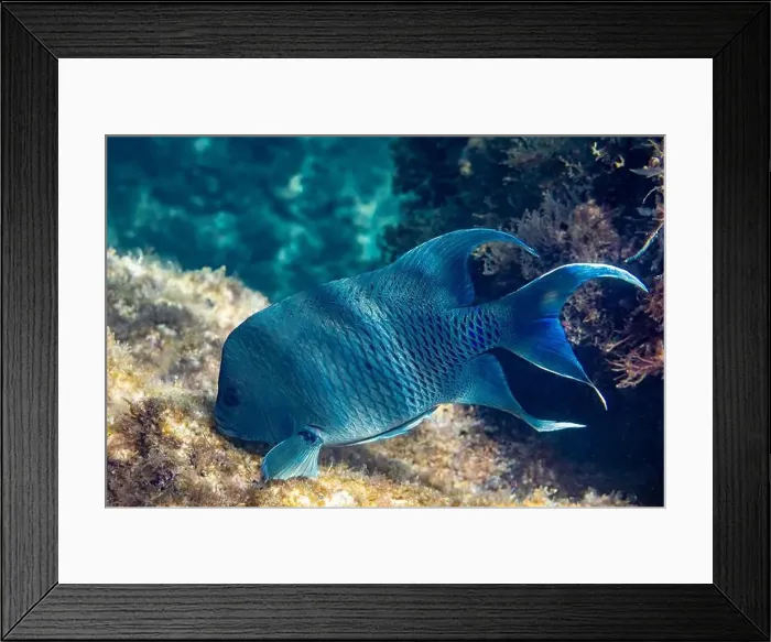 Framed Print : Underwater photo of a giant damselfish (Microspathodon dorsalis) on a reef near Punta Colorada in Baja California Sur Framed Print : Underwater photo of a giant damselfish (Microspathodon dorsalis) on a reef near Punta Colorada in Baja California Sur