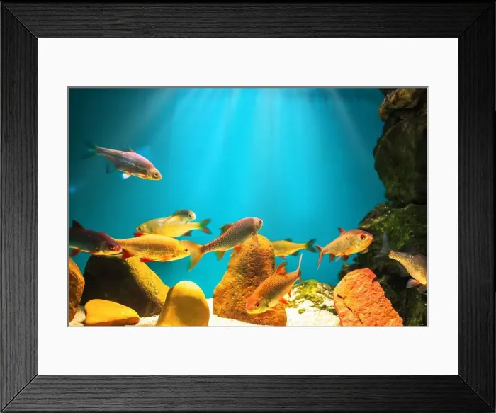 Framed Print : River fish in their natural habitat. Oceanarium, wildlife, colorful underwater world, aquarium Framed Print : River fish in their natural habitat. Oceanarium, wildlife, colorful underwater world, aquarium
