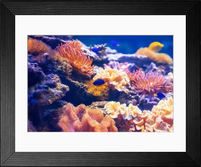 Framed Print : Tropical marine fish on a coral reef Framed Print : Tropical marine fish on a coral reef