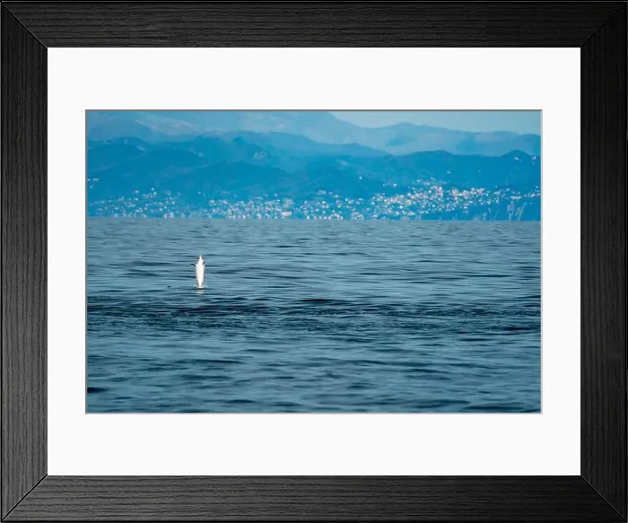 Framed Print : Happy striped dolphin jumping outside the sea Framed Print : Happy striped dolphin jumping outside the sea