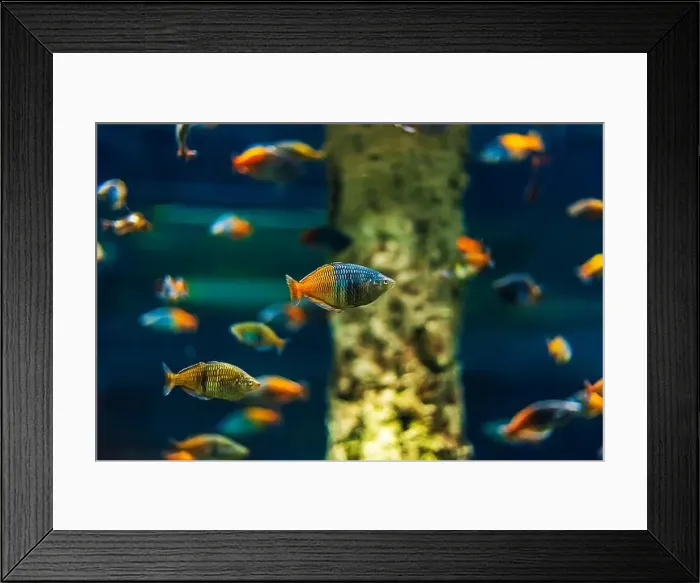 Framed Print : Tropical marine fish in natural habitat Framed Print : Tropical marine fish in natural habitat