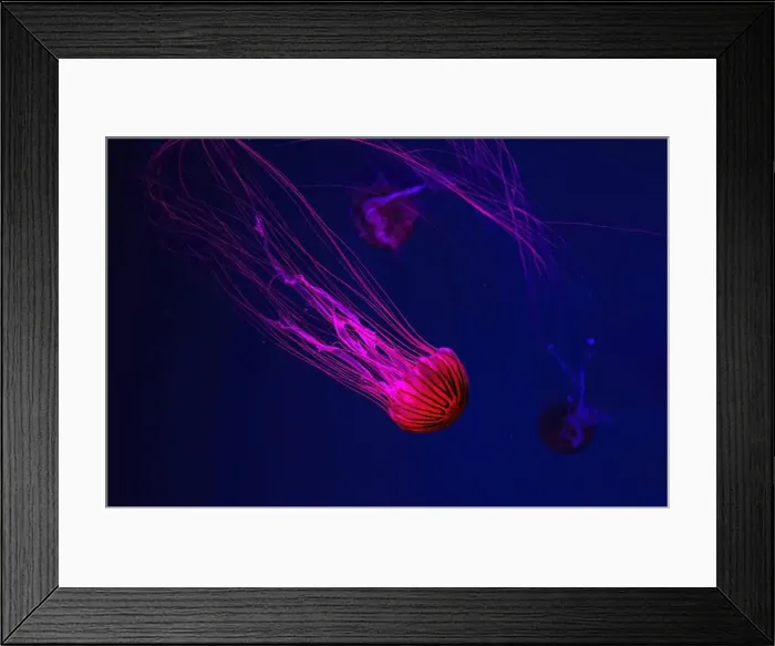Framed Print : Fluorescent jellyfish swimming underwater aquarium pool with red neon light Framed Print : Fluorescent jellyfish swimming underwater aquarium pool with red neon light
