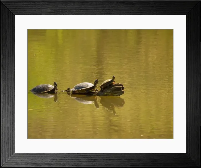 Framed Print : Four turtles swimming in water, one facing front