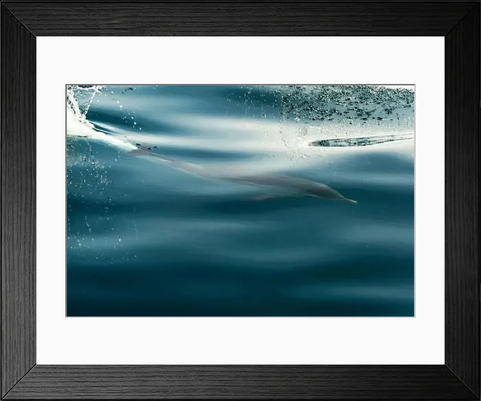 Framed Print : A striped dolphin surfing under a sea wave before jumping outside the sea Framed Print : A striped dolphin surfing under a sea wave before jumping outside the sea