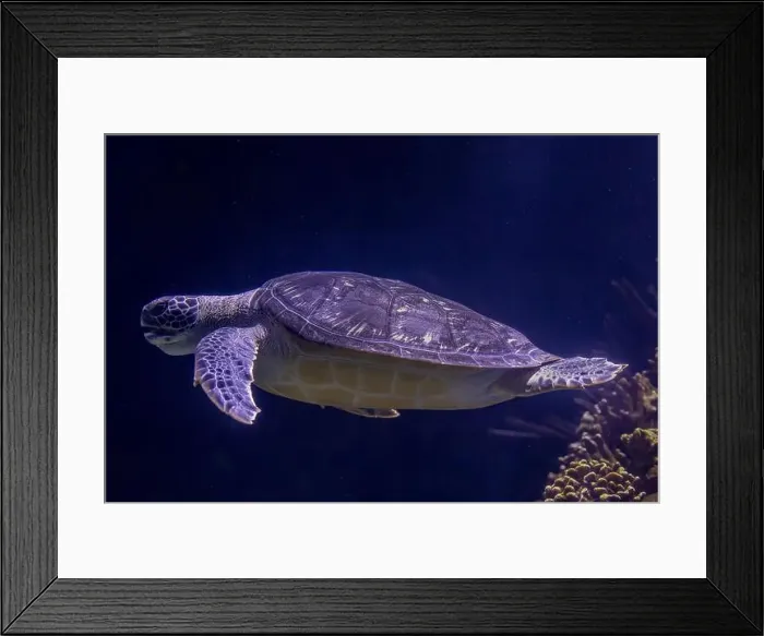 Framed Print : Graceful Green Sea Turtle Gliding Through Ocean Depths Framed Print : Graceful Green Sea Turtle Gliding Through Ocean Depths