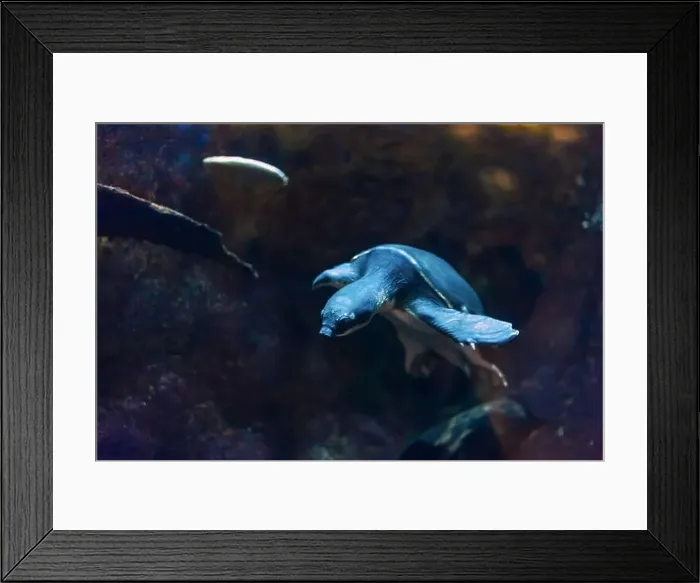 Framed Print : Sea turtle in its natural habitat. Oceanarium, wildlife, colorful underwater world, natural background Framed Print : Sea turtle in its natural habitat. Oceanarium, wildlife, colorful underwater world, natural background
