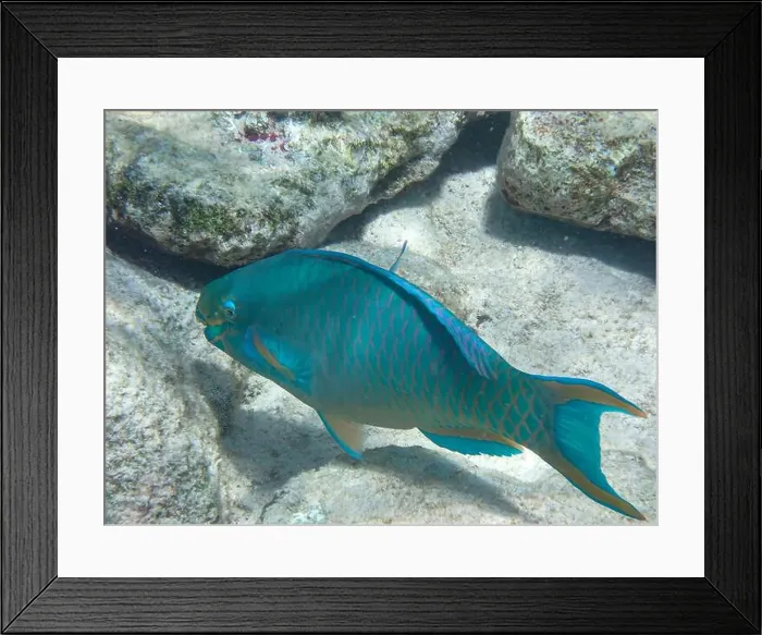 Framed Print : Underwater photography of a Queen parrotfish (Scarus vetula) in the Caribbean Sea, Bonaire, Caribbean Netherlands Framed Print : Underwater photography of a Queen parrotfish (Scarus vetula) in the Caribbean Sea, Bonaire, Caribbean Netherlands