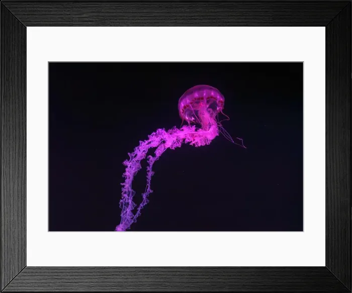 Framed Print : Purple striped Jellyfish, Chrysaora colorata swimming in dark water of aquarium tank illuminated with pink neon light