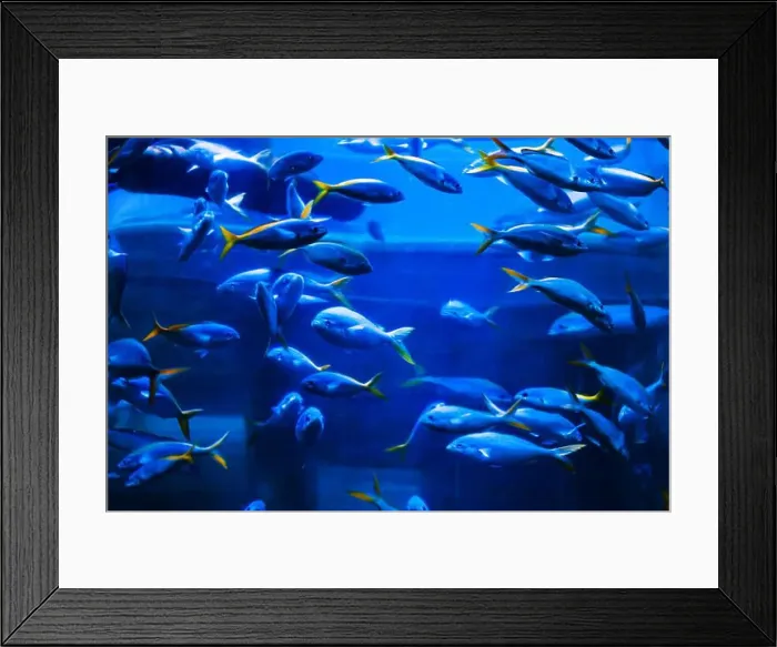 Framed Print : Tropical marine fish in natural habitat. Oceanarium, wildlife, colorful underwater world, aquarium Framed Print : Tropical marine fish in natural habitat. Oceanarium, wildlife, colorful underwater world, aquarium