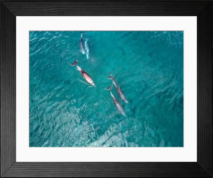 Framed Print : A playful pod of dolphins aerial shot in Cortez sea, Baja California Sur Mexico drone view Framed Print : A playful pod of dolphins aerial shot in Cortez sea, Baja California Sur Mexico drone view