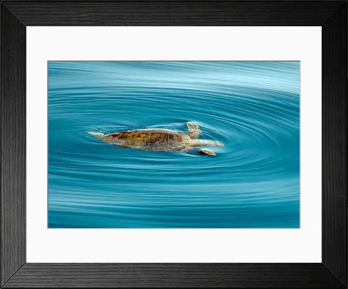 Framed Print : A caretta turtle in ligurian sea mediterranean off the coast of Genoa, Italy Framed Print : A caretta turtle in ligurian sea mediterranean off the coast of Genoa, Italy